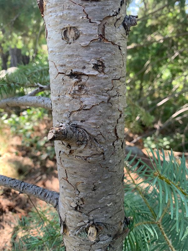 Abies concolor: bark