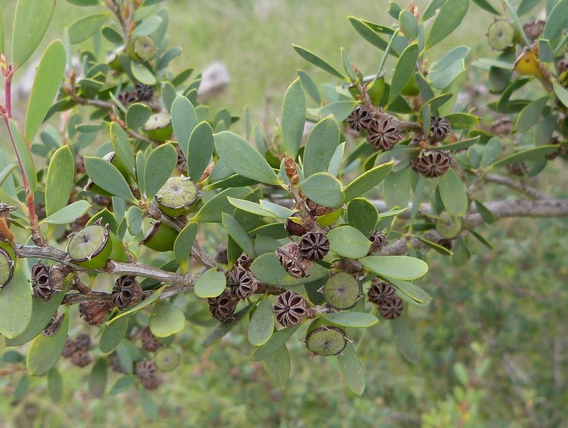 Leptospermum laevigatum: fruit close-up