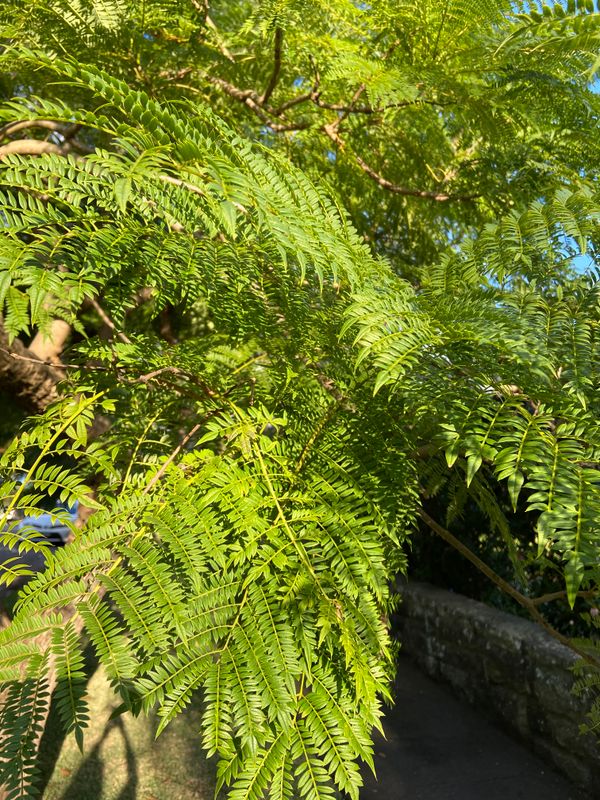 Jacaranda mimosifolia: leaves