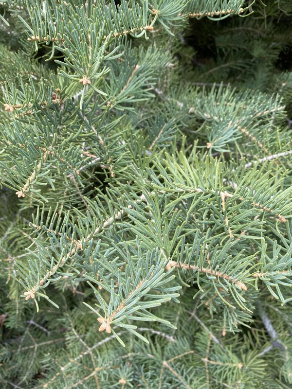 Abies concolor: closeup leaves