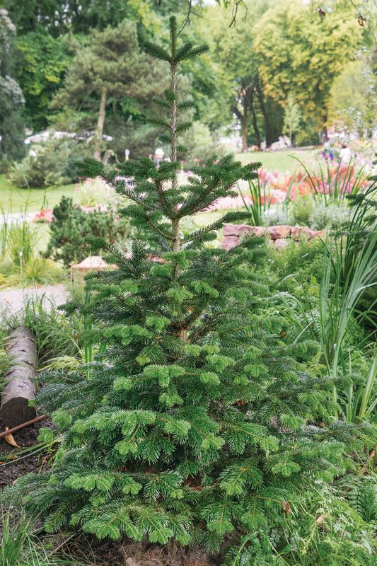 Abies balsamea: whole plant