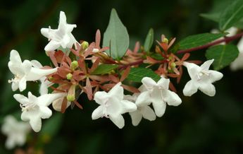 Image of Abelia x grandiflora