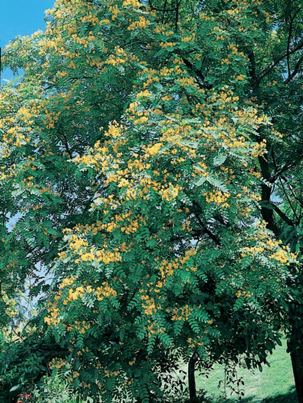 Tipuana tipu: tree with flowers