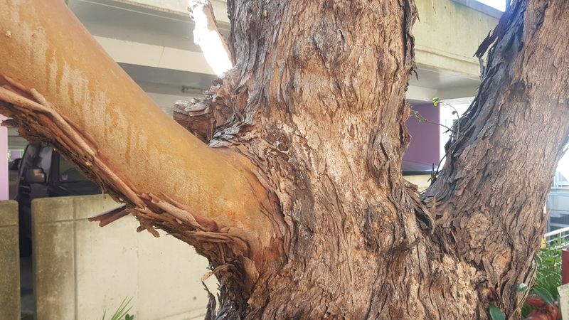 Lophostemon confertus: bark