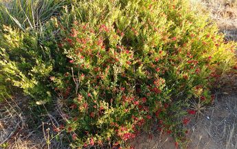 Image of Chenopodium candolleanum