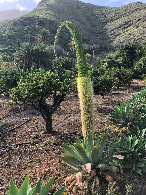 Agave attenuata: closeup flower
