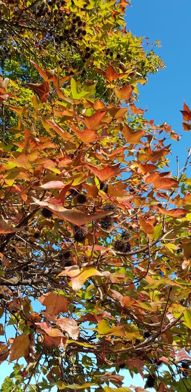 Liquidambar styraciflua: semi close up of autumnal leaves and dried fruit capsules