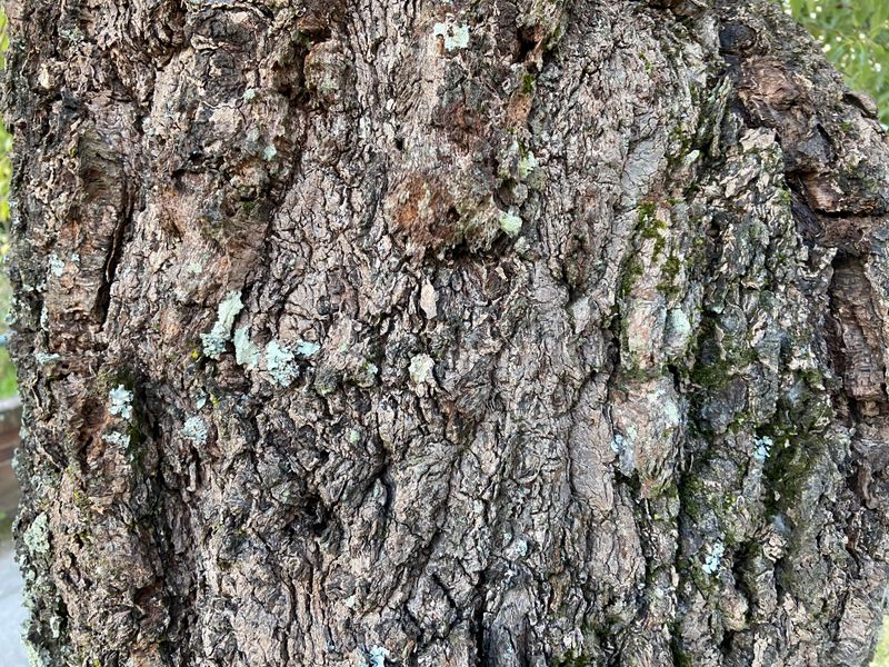 Brachychiton populneus: bark