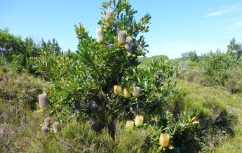 Image of Banksia serrata