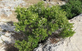 Image of Myrtus communis Compacta