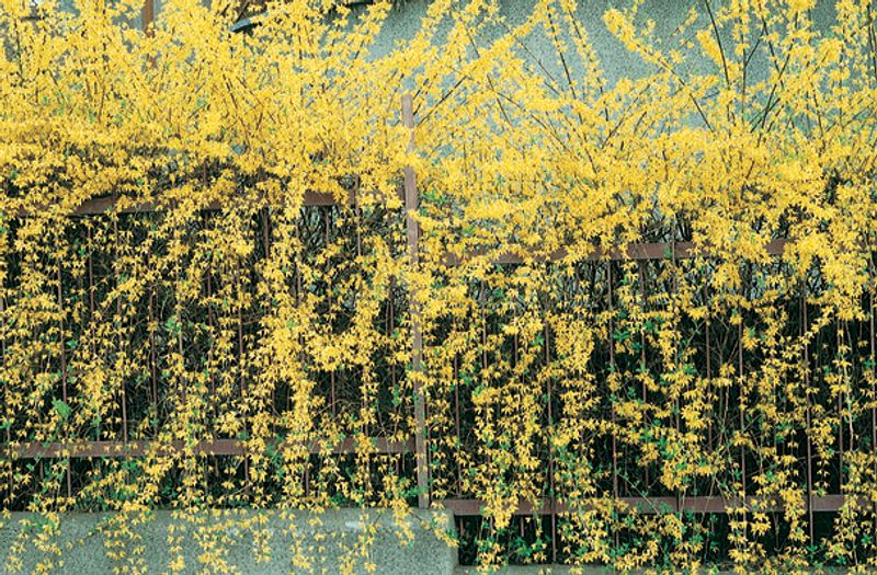 Forsythia suspensa: branches
