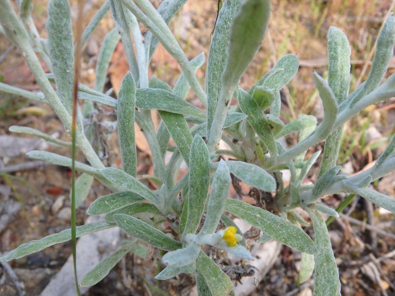 Chrysocephalum apiculatum: closeup leaves