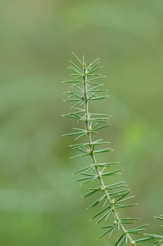 Acacia verticillata: close up of leaves