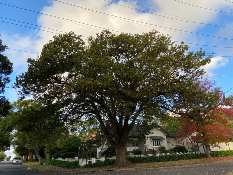 Quercus robur: tree in street