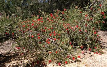 Image of Callistemon citrinus