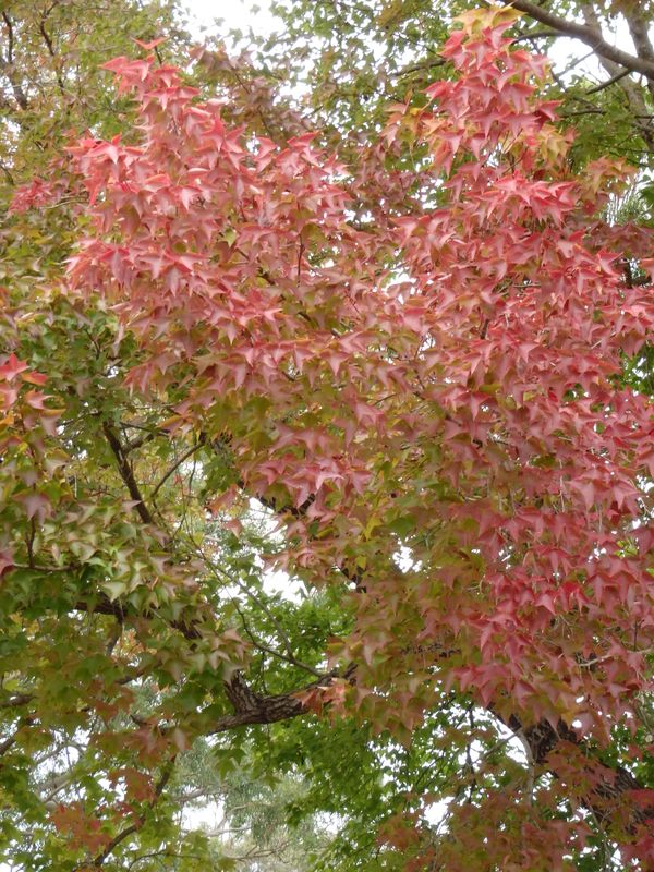 Liquidambar styraciflua: leaves on branch turning red
