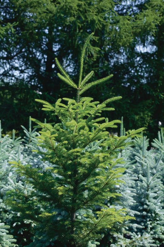 Abies balsamea: top half of plant