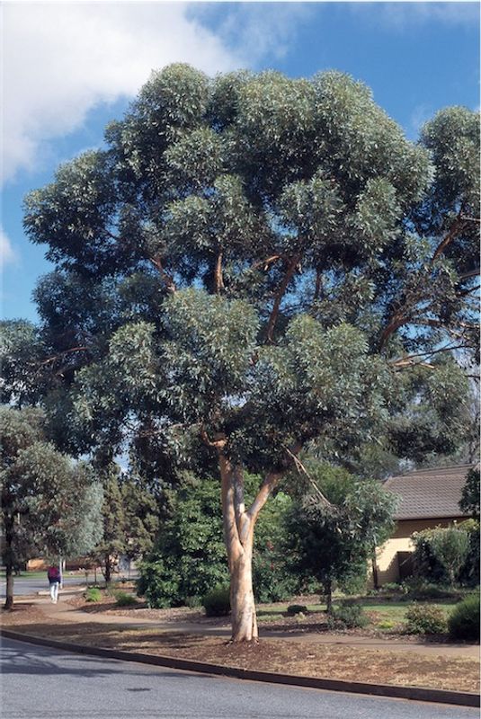 Eucalyptus gardneri: whole tree as street planting