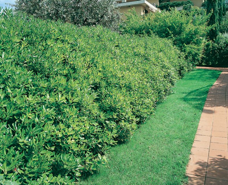 Pittosporum tobira: hedge in garden