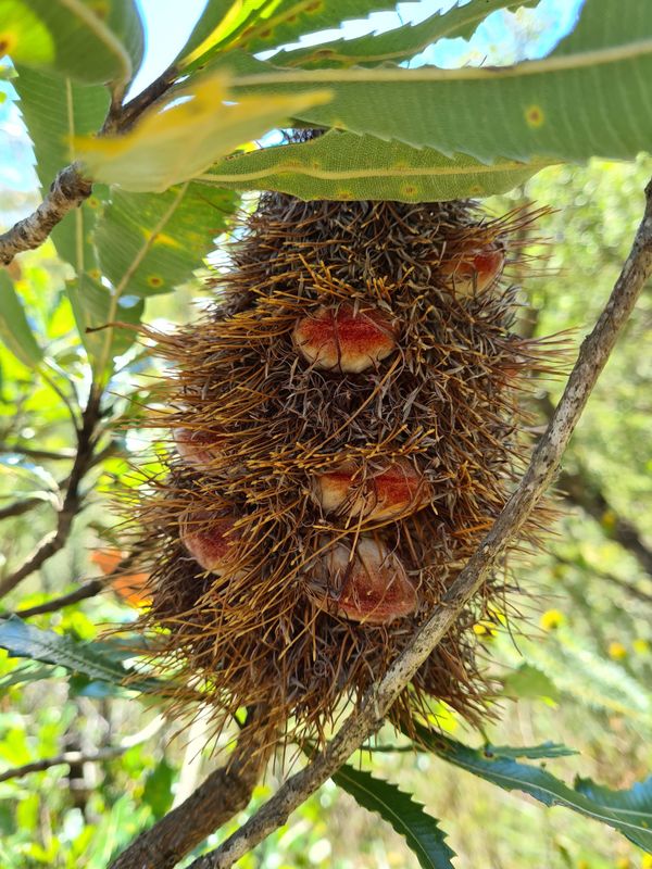 Banksia serrata: seed cone