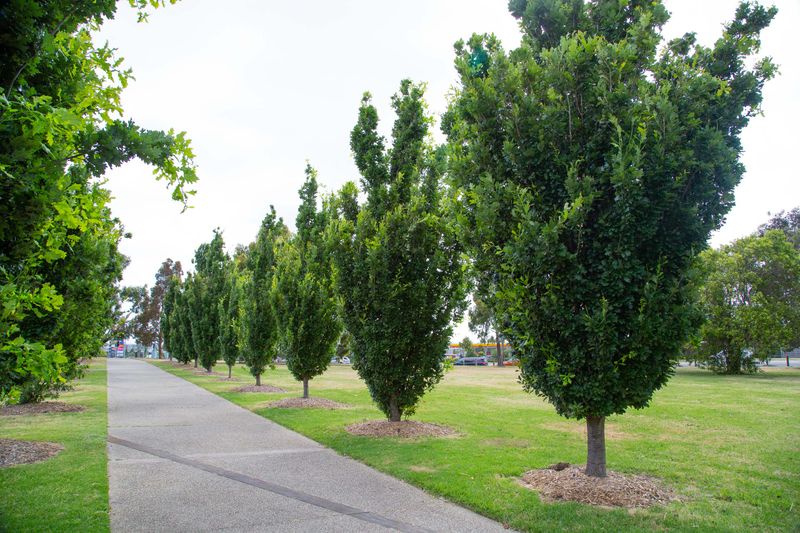 Quercus robur Fastigiata: multiple trees planted as avenue beside driveway