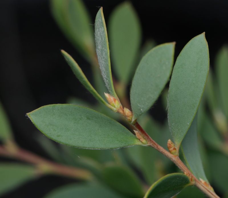 Leptospermum laevigatum: leaves close-up