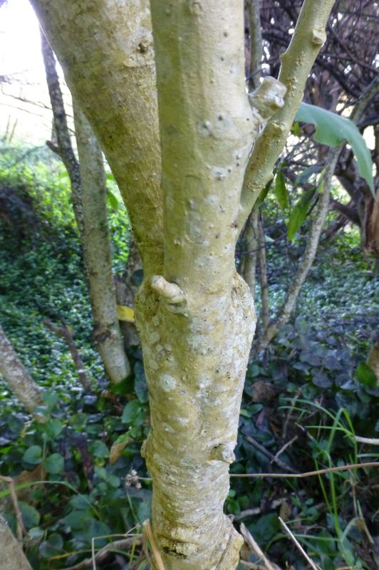 Brugmansia arborea: trunk of tree