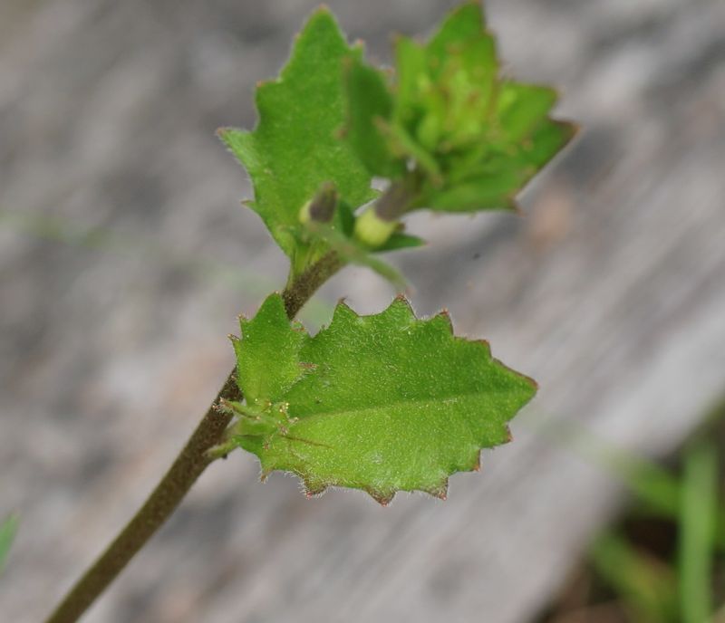 Scaevola aemula: leaf top view