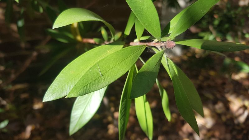 Callistemon citrinus Endeavour: