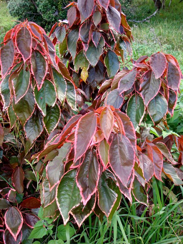 Acalypha wilkesiana: plant in garden bed with semi close up of leaves