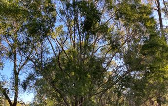 Image of Melaleuca bracteata