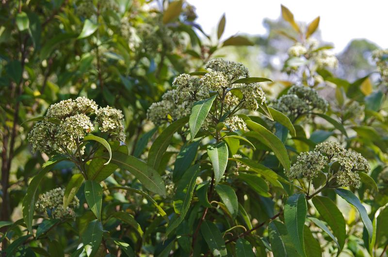 Backhousia citriodora: leaves and flowers