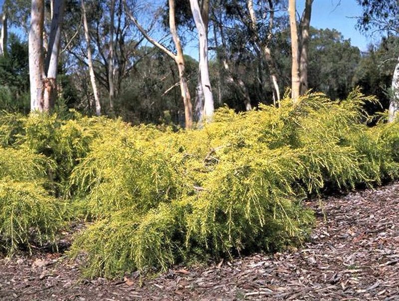 Melaleuca bracteata Golden Gem: whole plant