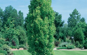 Image of Quercus robur Fastigiata