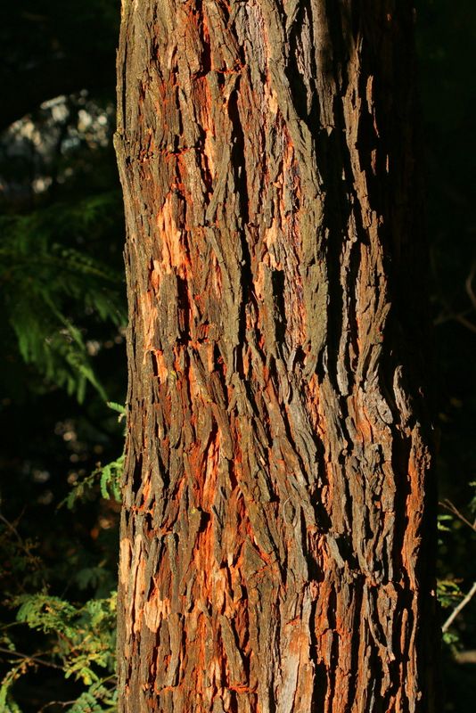 Tipuana tipu: bark