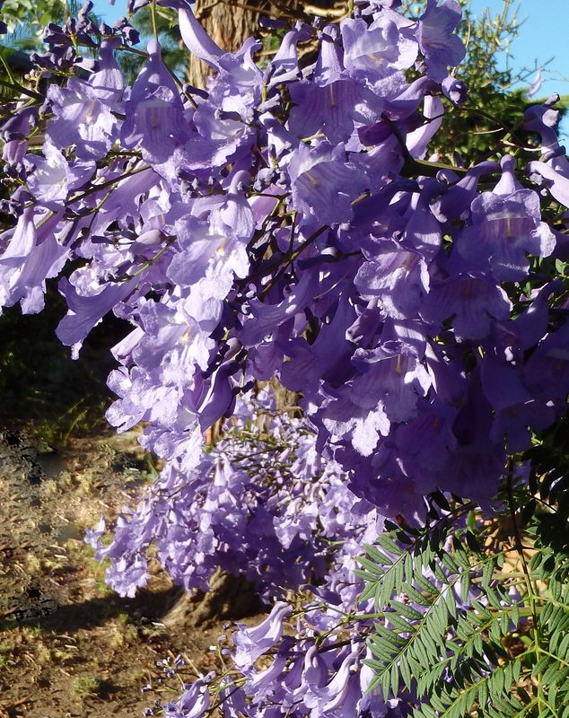 Jacaranda mimosifolia: close up of flowers