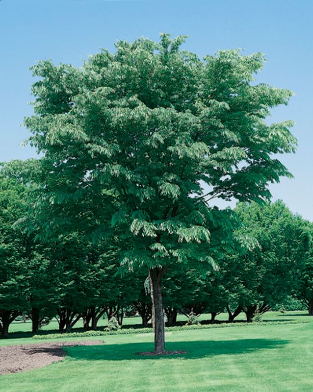 Zelkova serrata: whole tree