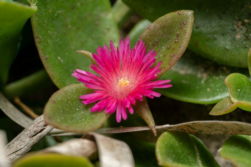 Mesembryanthemum cordifolium: flower