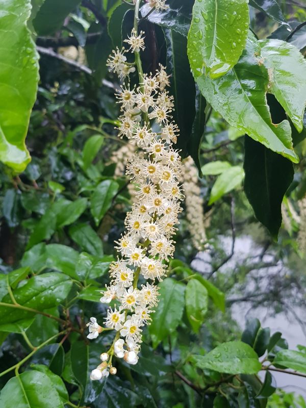 Prunus lusitanica: flowers