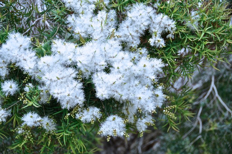 Melaleuca bracteata: close up of flowers and leaves