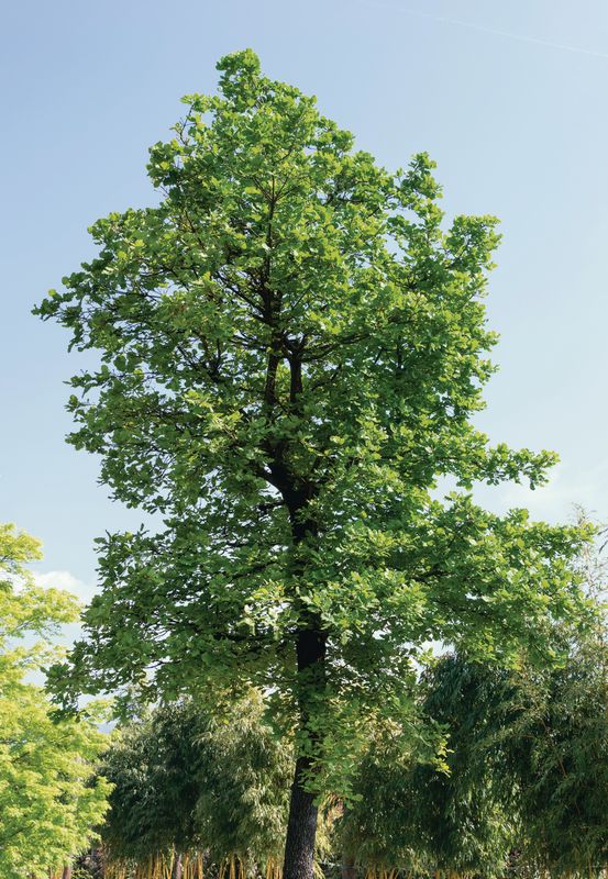 Quercus robur: tree in field