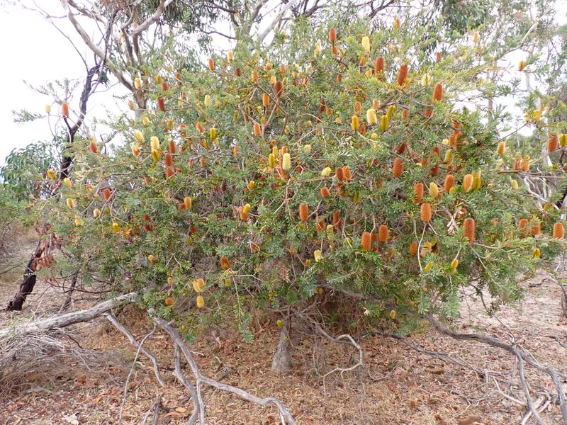 Banksia marginata: whole plant