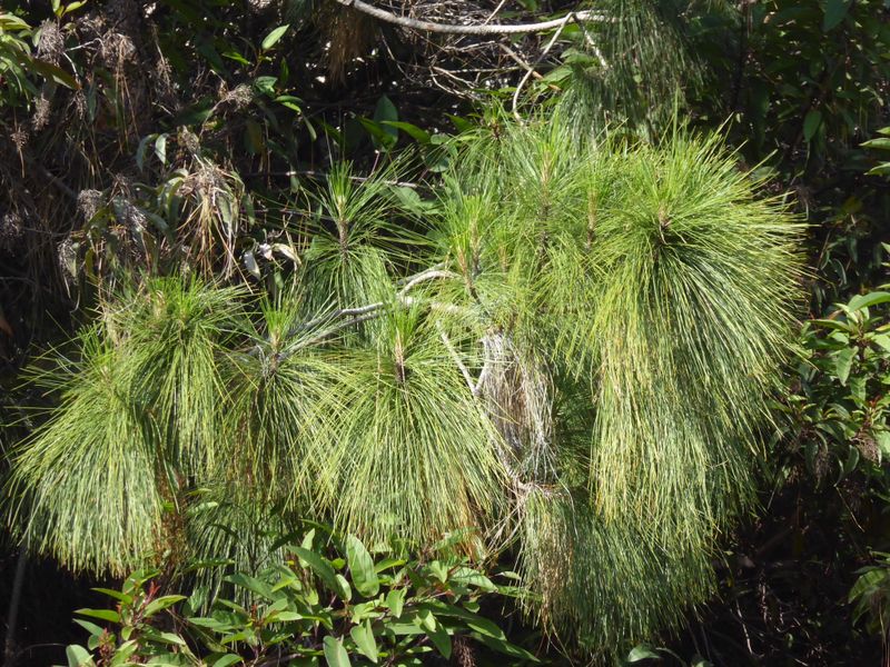 Pinus canariensis: leaves