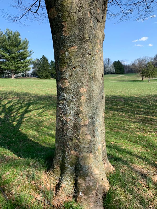 Zelkova serrata: bark