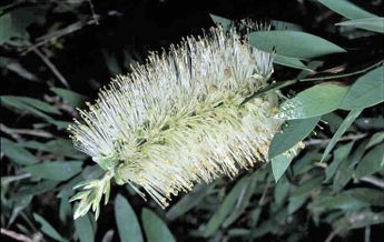 Image of Callistemon citrinus White Anzac