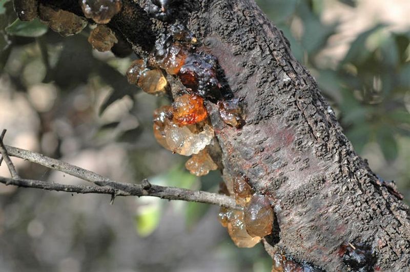 Hakea sericea: bark and sap