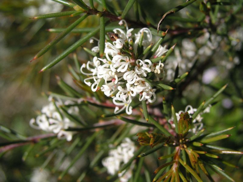Hakea sericea: flowers close up