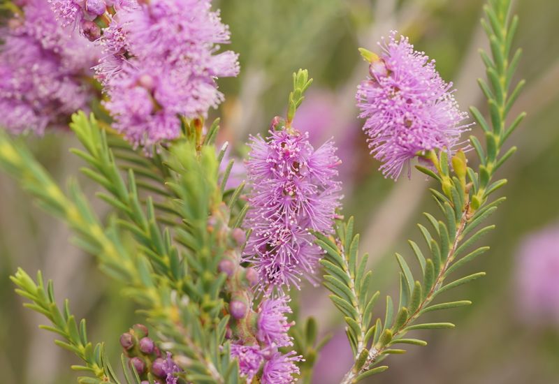 Melaleuca decussata: close-up of flowers and leaves