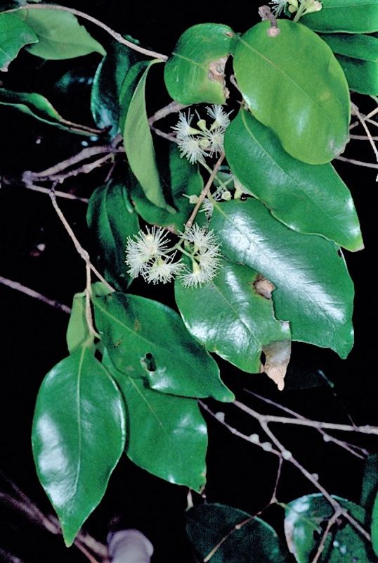 Syzygium francisii: flower and leaves