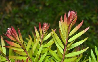Image of Acacia fimbriata Dwarf Crimson Blush